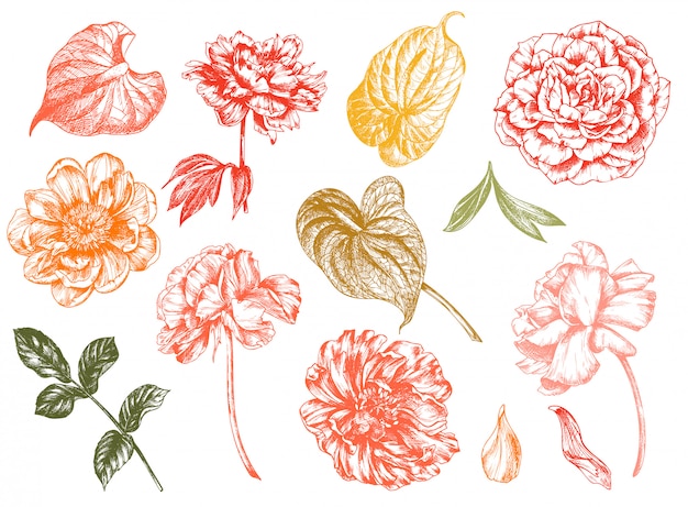 Vector ilustración floral vintage, grabado dibujado a mano imágenes prediseñadas.