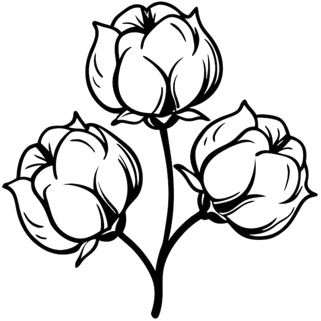 Ilustración de flores de algodón en blanco y negro