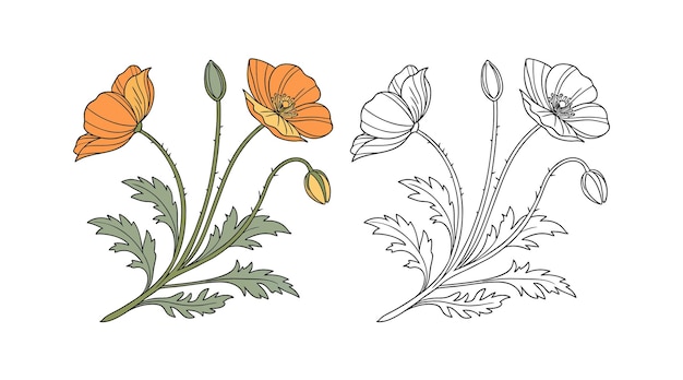 Ilustración de flores de amapola con hojas verdes y brotes