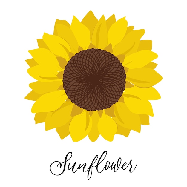 Ilustración de flores botánicas de girasol de prado silvestre resaltado sobre un fondo blanco