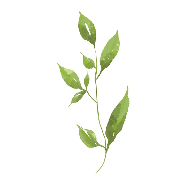 ilustración de flores colección de ramas de hojas verdes para bodegones saludos de fondo de bodas Moda