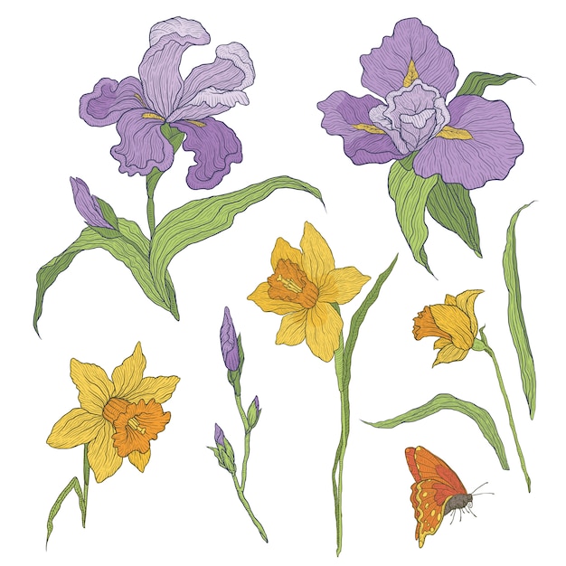 Ilustración de flores dibujadas a mano de colores gráficos. Iris y narcisos en flor. Rama con brotes y hojas sin abrir.