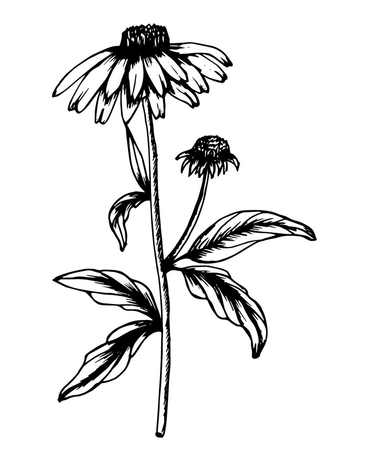 Vector ilustración de flores equinácea dibujada a mano dibujo lineal en blanco y negro