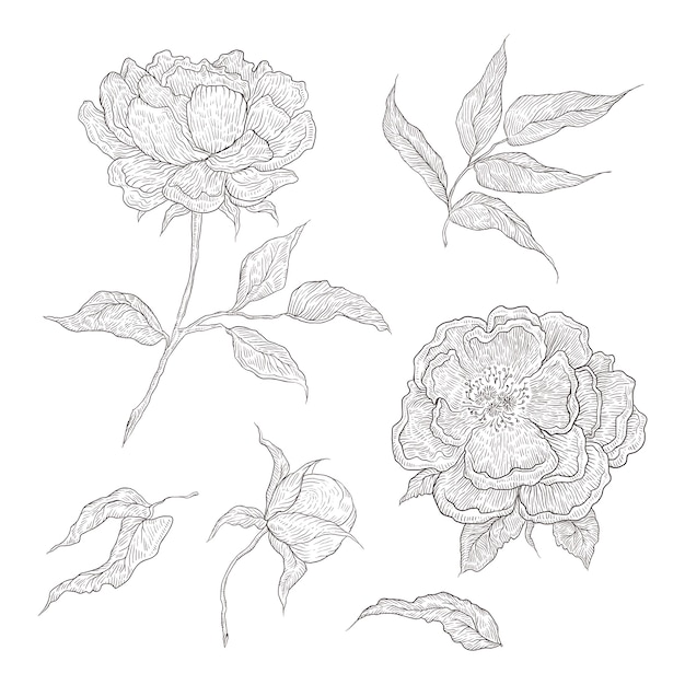 Ilustración de flores gráficamente dibujadas a mano. Grabado de imitación. Peonía floreciente con un capullo abierto y cerrado, hojas y ramitas.