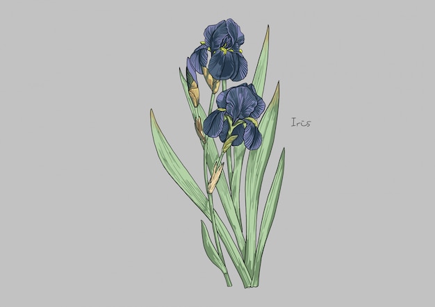 Vector ilustración de flores, iris violeta