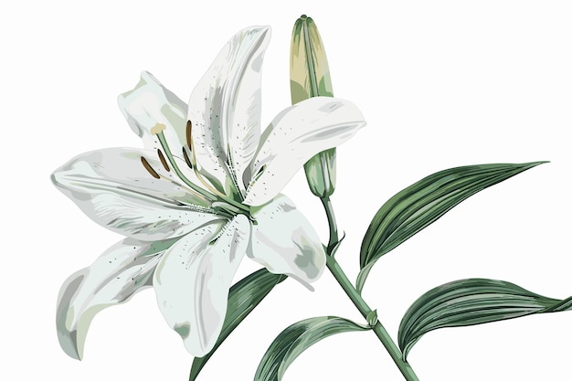 Ilustración con flores de lirio blanco claro aisladas sobre un fondo blanco