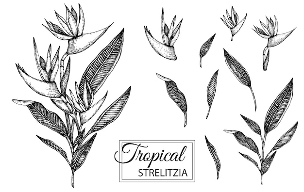 Ilustración de flores tropicales aisladas. dibujado a mano strelitzia.