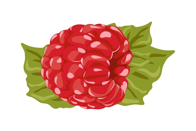 Ilustración de frambuesa Diseño de dibujo de bayas rojas para dulces y pasteles rellenos de frambuesa