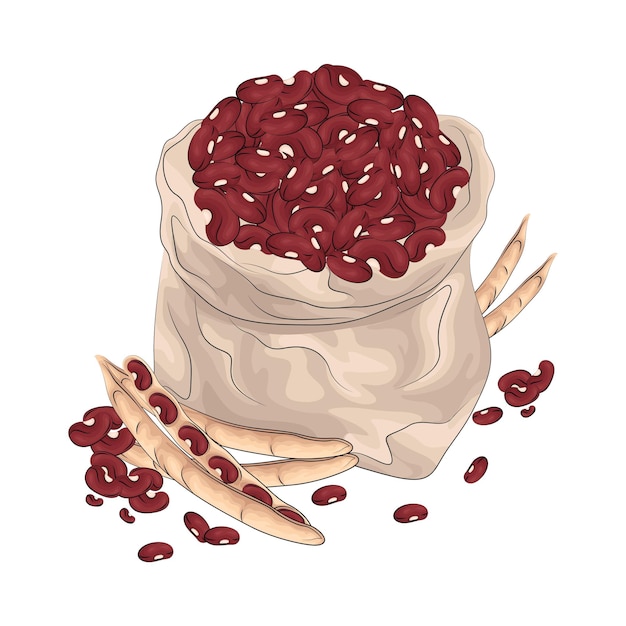 Ilustración de frijol rojo