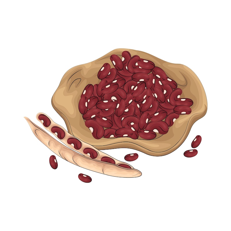 Vector ilustración de frijol rojo