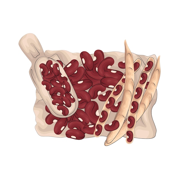 Ilustración de frijol rojo