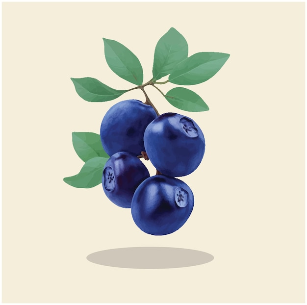 Vector ilustración de una fruta de arándano 04