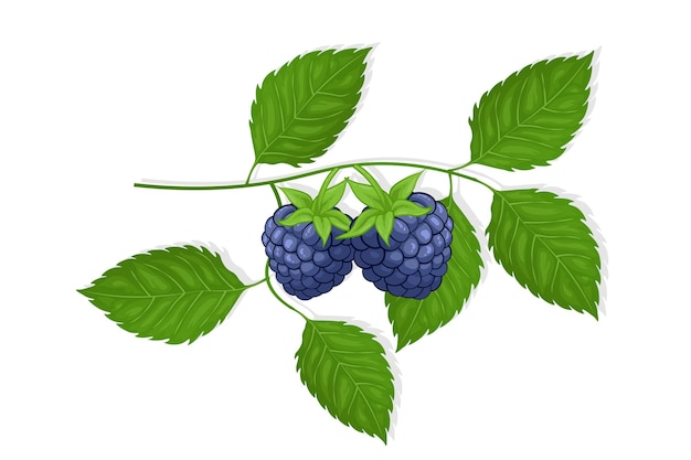 Vector ilustración de fruta dulce de blackberry para web aislado sobre fondo blanco diseño creativo