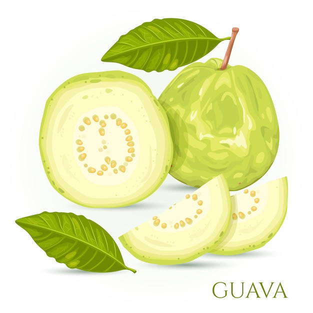 Ilustración de la fruta de guayaba