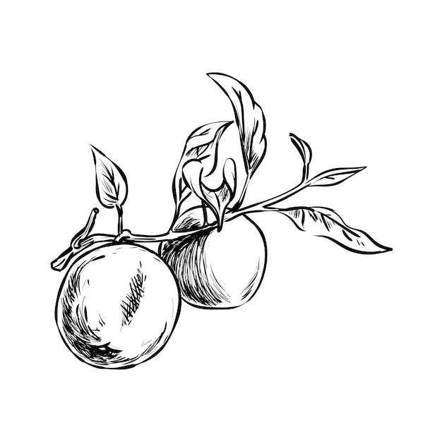 Ilustración de fruta de manzana en un estilo dibujado a mano