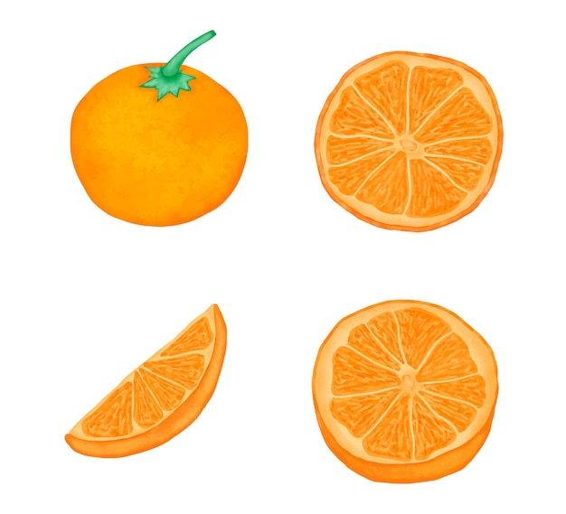 Ilustración de fruta naranja acuarela