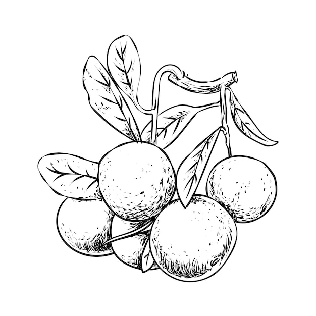 Vector ilustración de fruta naranja en un estilo dibujado a mano