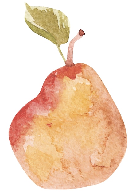 Vector ilustración de fruta de pera vector acuarela aislado en blanco