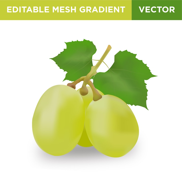 Vector ilustración de fruta de uva