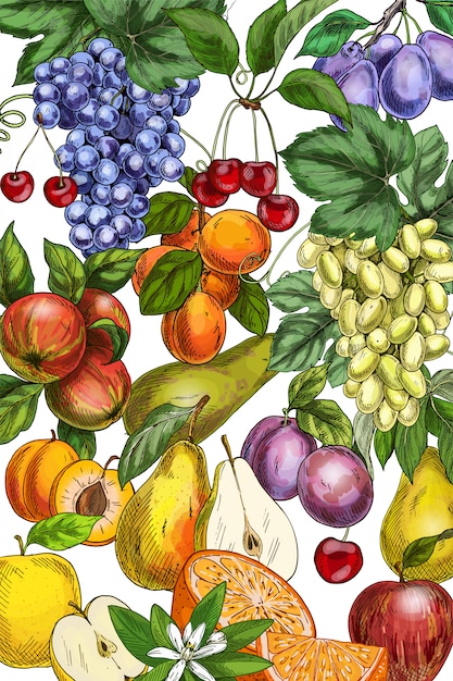 Ilustración de frutas dibujadas a mano