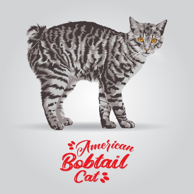 Vector ilustración de gato bobtail americano.