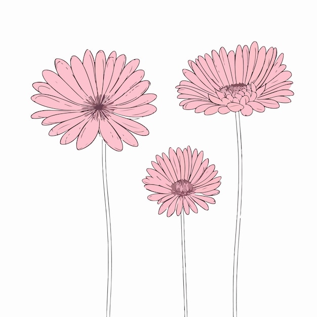 Ilustración de gerbera finamente dibujada con un toque artístico