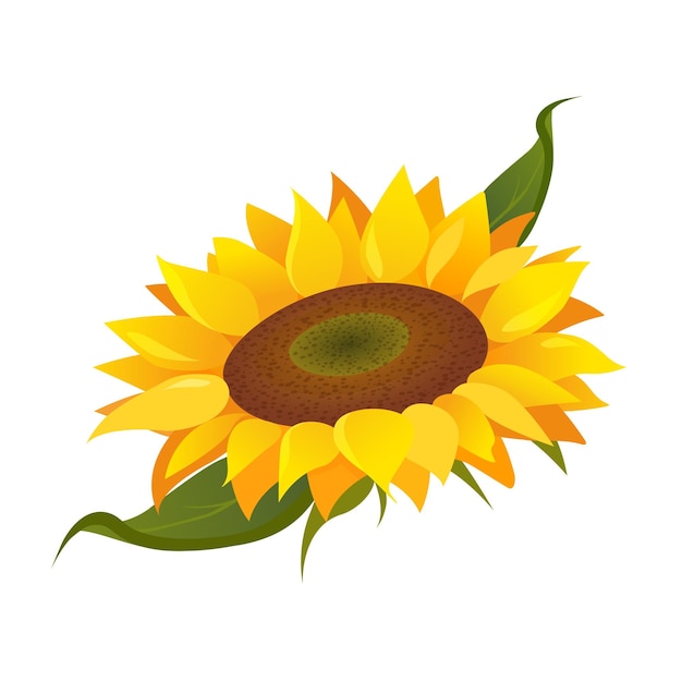 Ilustración de girasol aislado sobre fondo blanco