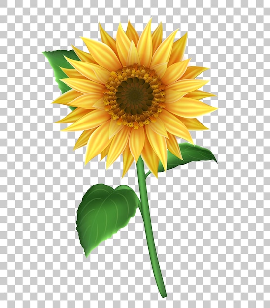 Ilustración con girasol amarillo realista aislado sobre fondo transparente