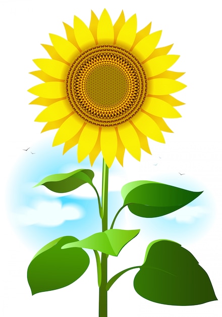 Vector ilustración de girasol dibujos animados de dibujo de flores, hojas y nubes.