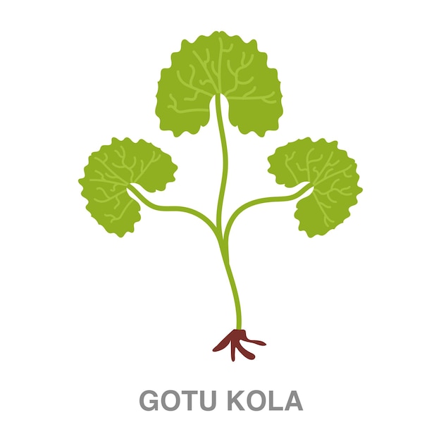 Ilustración de gotu kola sobre fondo transparente