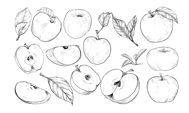 Ilustración grabada a mano de una rebanada de manzana
