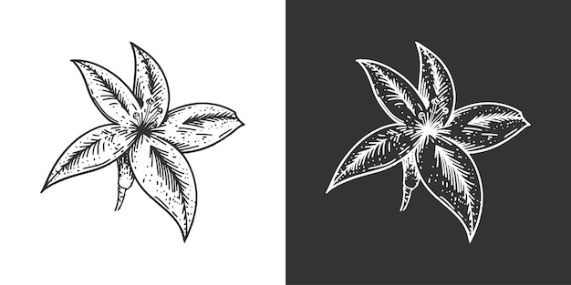 Ilustración grabada de plantas vintage aislada sobre un fondo blanco Vector