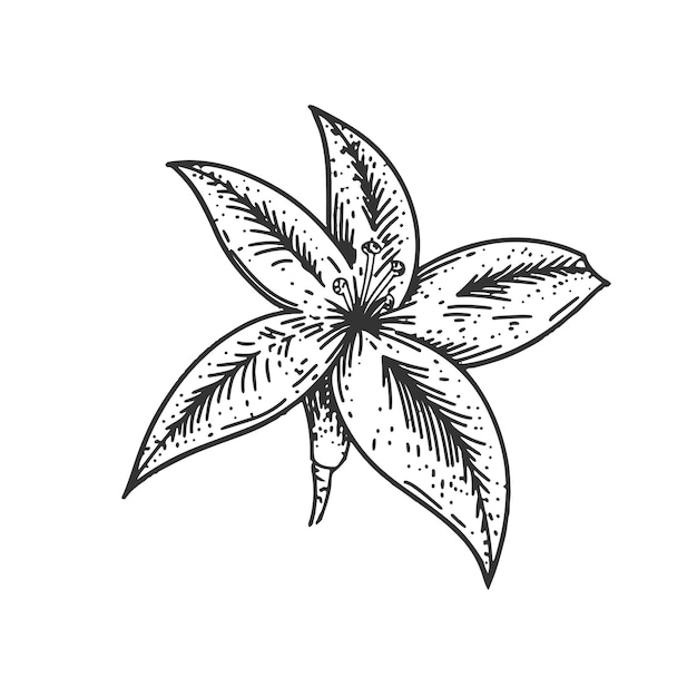 Ilustración grabada de plantas vintage aislada sobre un fondo blanco Vector