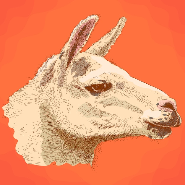 Vector ilustración de grabado de la cabeza de lama en estilo retro