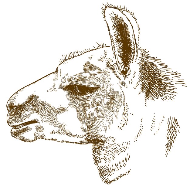 Ilustración de grabado de la cabeza de lama