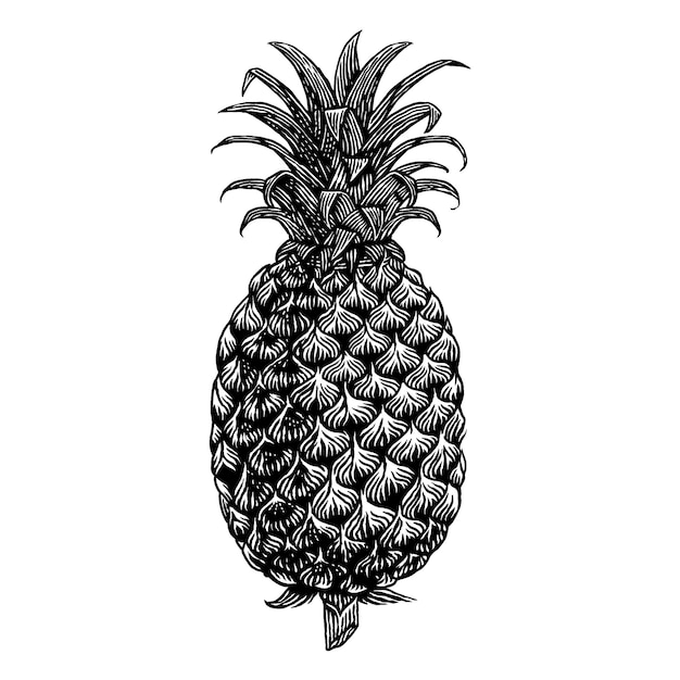 Vector ilustración de grabado dibujado a mano de fruta de piña