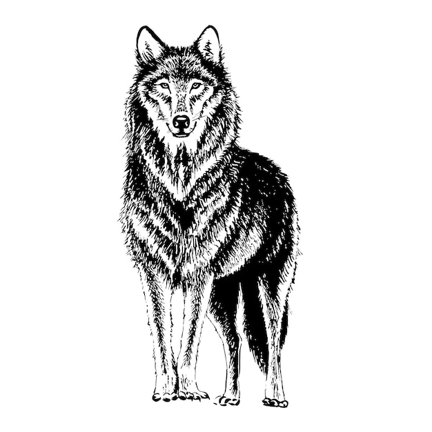 Ilustración de grabado de lobo Dibujado a mano aislado en un fondo blanco