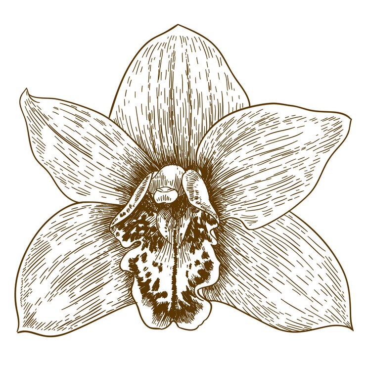Vector ilustración de grabado de orquídea flover