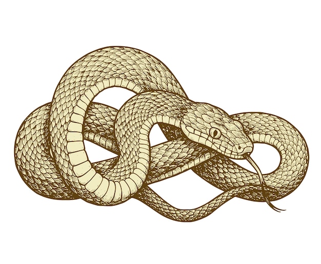 Ilustración de grabado de serpiente de época
