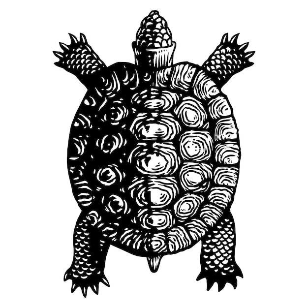 Vector ilustración de grabado de tortuga tortuga