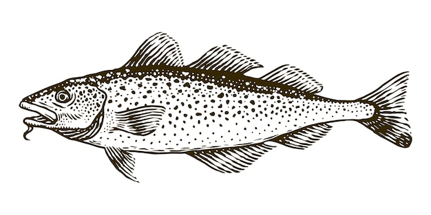 Ilustración de grabado de vector de bacalao