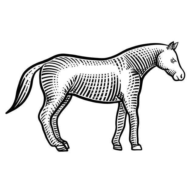 Ilustración de grabado de vector de caballo aislado en blanco