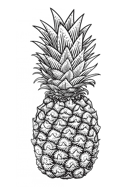 Ilustración de grabado de vector de piña sobre fondo blanco