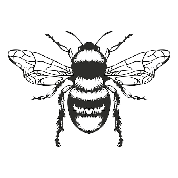 Ilustración de grabado vectorial de abeja melífera