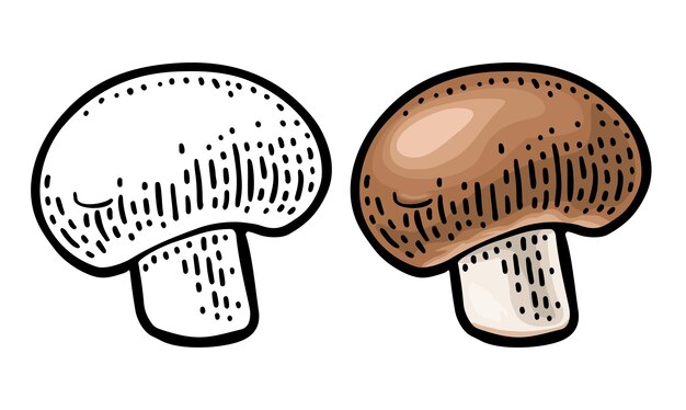 Ilustración de grabado vectorial de color vintage de Champignon en blanco