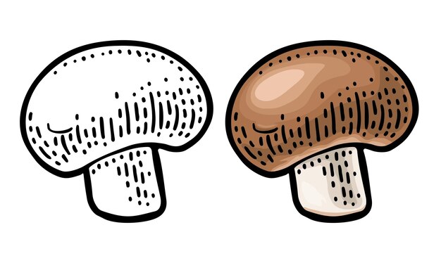 Vector ilustración de grabado vectorial de color vintage de champignon en blanco