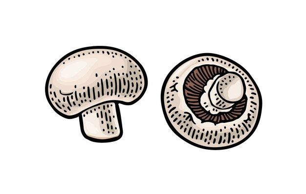 Ilustración de grabado vectorial de color vintage de Champignon en blanco