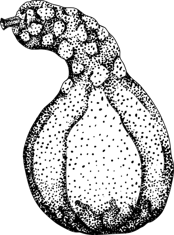 Vector ilustración de grabado vectorial dibujado a mano de diferentes tipos de calabazas vegetables de otoño