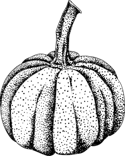 Ilustración de grabado vectorial dibujado a mano de diferentes tipos de calabazas Vegetables de otoño