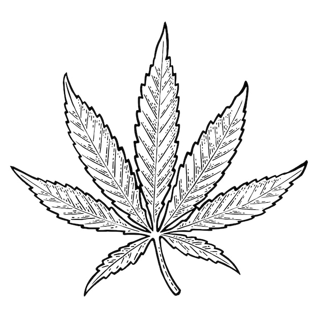 Ilustración de grabado vectorial negro de la hoja de marihuana